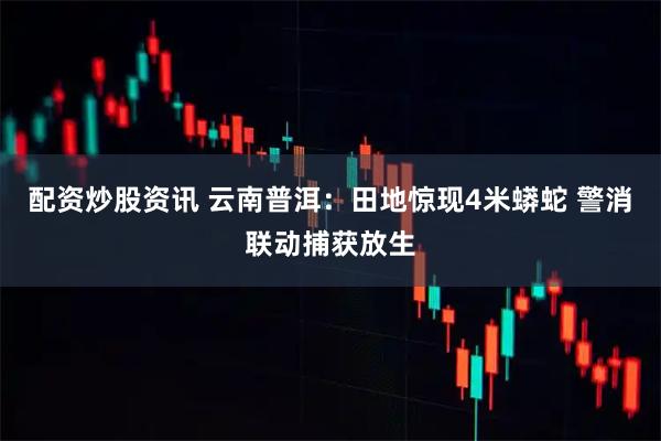 配资炒股资讯 云南普洱：田地惊现4米蟒蛇 警消联动捕获放生